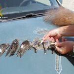 Algunas de las aves atrapadas en la red