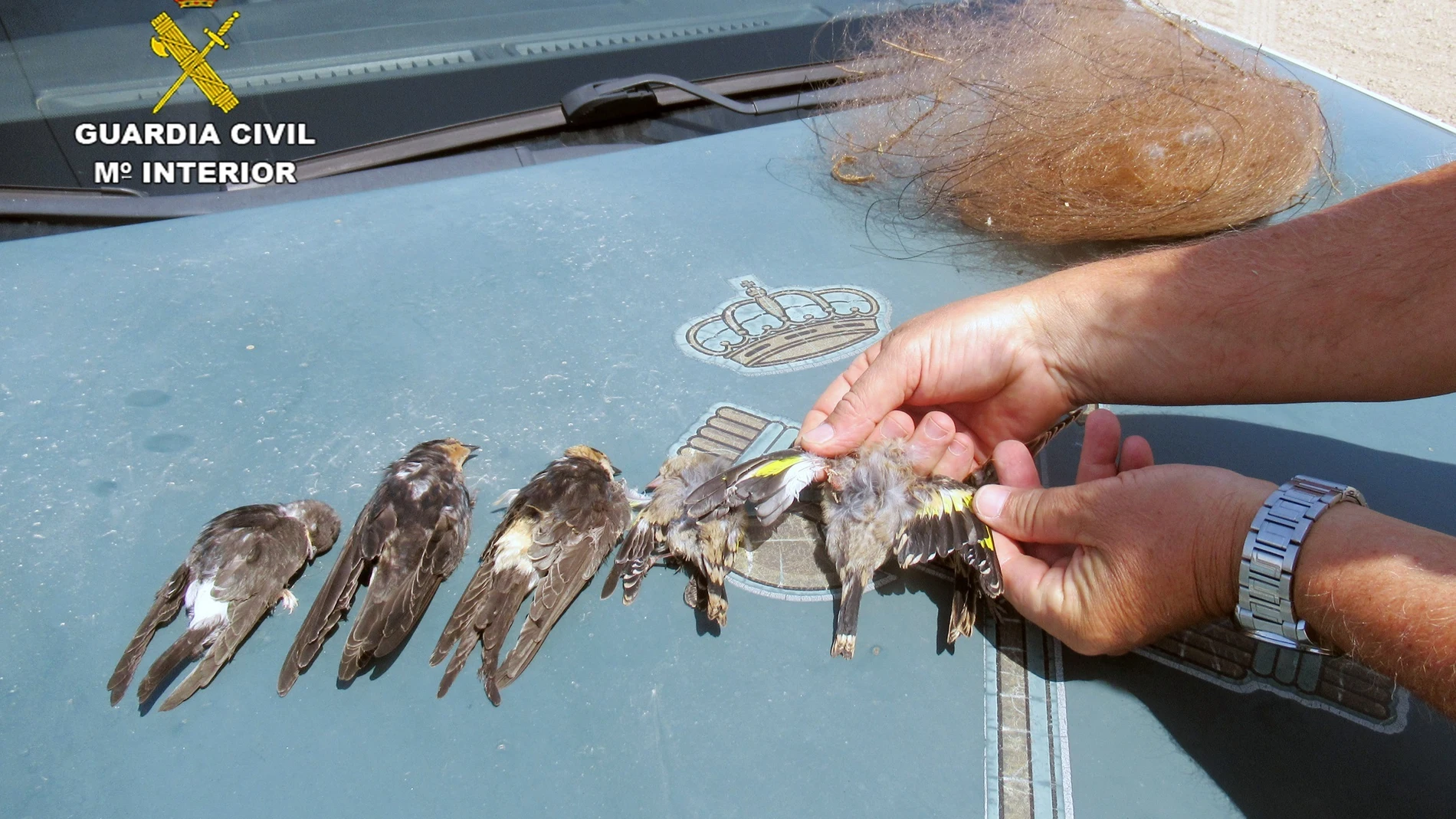 Algunas de las aves atrapadas en la red
