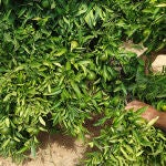 Los agricultores alertan de una bajada en la producción