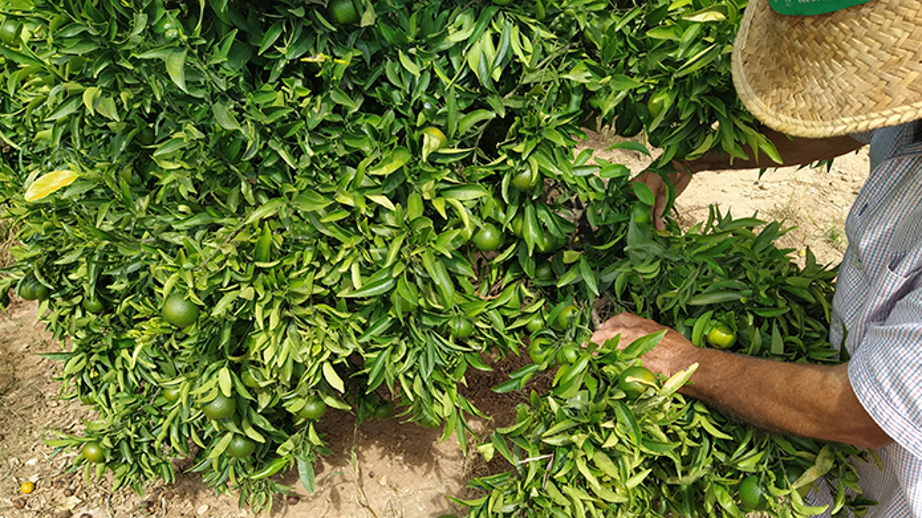 Los agricultores alertan de una bajada en la producción