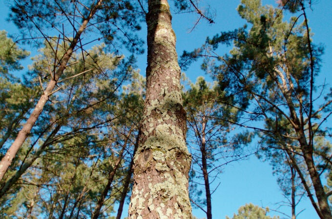 Bosque Naturgy en Galicia