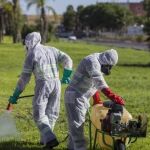 Tareas de fumigación en el Bajo Guadalquivir