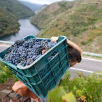 La vendimia se extiende por las principales zonas productoras del país, mientras las organizaciones agrarias denuncian el bajo precio al que los viticultores han de vender la uva