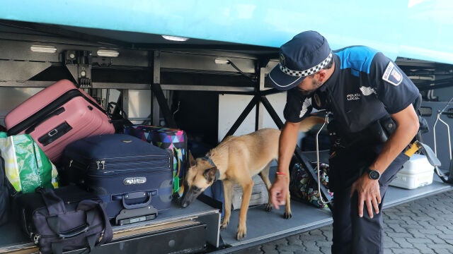 Uno de los perros de la unidad olisquea entre las maletas de un autobús en busca de alguna sustancia estupefaciente