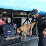 Uno de los perros de la unidad olisquea entre las maletas de un autobús en busca de alguna sustancia estupefaciente