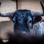 Estos son los espectaculares toros de Dolores Aguirre y Sobral para hoy en Las Ventas