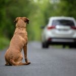 Las adopciones de perros en España caen a la cifra más baja de los últimos tres años, según Fundación Affinity