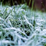 Imagen de archivo de un cultivo cubierto de hielo tras una fuerte helada