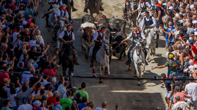 Segorbe celebra su Entrada de toros y caballos