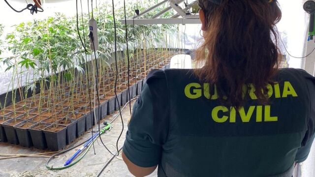 Plantación de marihuana en la A-2
