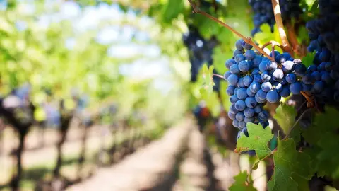 Vilano 57: El nacimiento de una leyenda en Ribera del Duero