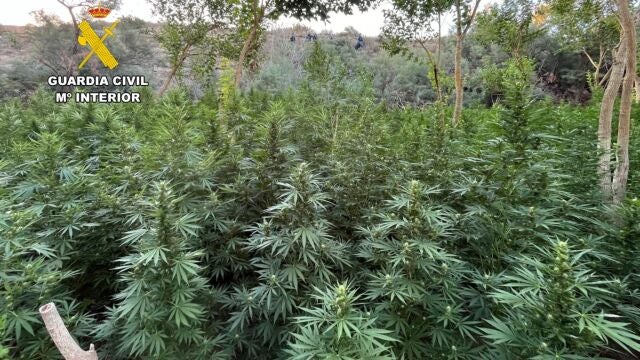 Agricultura.- Prisión para tres albaneses por cultivar 2.200 plantas de marihuana en Escatrón