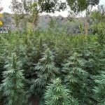 Agricultura.- Prisión para tres albaneses por cultivar 2.200 plantas de marihuana en Escatrón