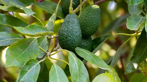 Plantación de árboles de aguacate