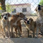 Sucesos.- La Guardia Civil rescata una treintena de perros abandonados en Mula y Pliego