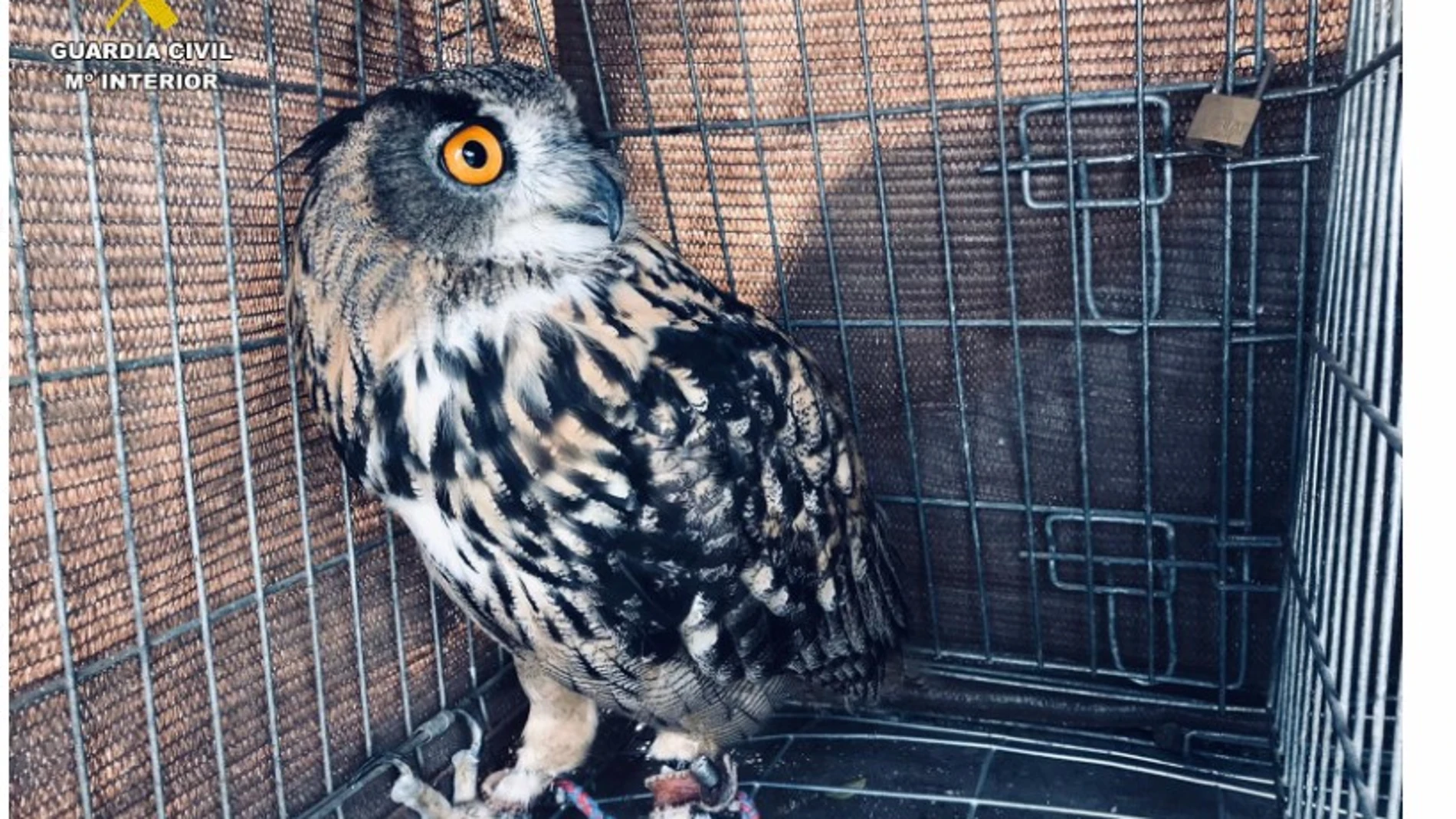 Uno de los búhos que se ha incautado la Guardia Civil