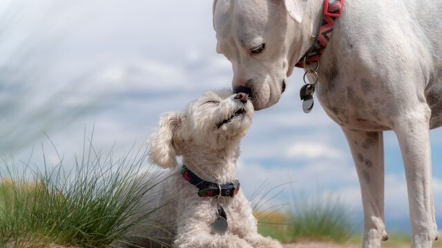 Nombres de perro
