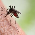 Alerta por el dengue