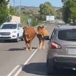 Captura del vídeo publicado por 'La Voz del Tajo' donde se ven a dos vacas paseando por una carretera de Toledo