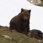 un oso, en el valle del Roncal