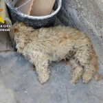 La Guardia Civil investiga a dos vecinos de Águilas por abandono animal