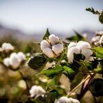 Andalucía estudia reducir la huella de carbono de la fibra de algodón a través de la producción integrada