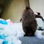 Pesto, el gigante pingüino glotón que asombra a los australianos