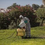 Andalucía contabiliza ya ocho muertes por Virus del Nilo, la última de ellas la de un sevillano con patologías