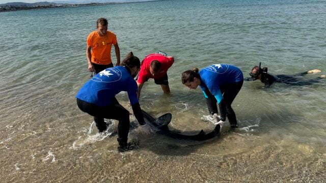 El tiburón avistado en Dénia aparece muerto con varias lesiones de pez espada en el cerebro