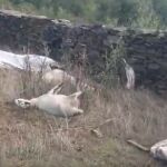 Aparecen 15 ovejas muertas tras el ataque de unos lobos en un pueblo de Guadalajara