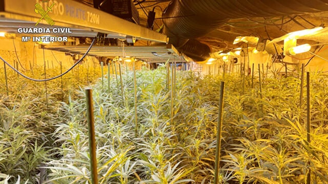 El registro de la casa cueva se saldó con la incautación de 2.420 plantas de cannabis en distintas fases de crecimiento y floración