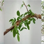 Sheba, el nombre del árbol, ya tiene unos 3 metros de altura.