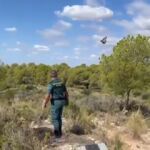 El vuelo del buitre milagrosamente rescatado por la Guardia Civil de una carretera valenciana