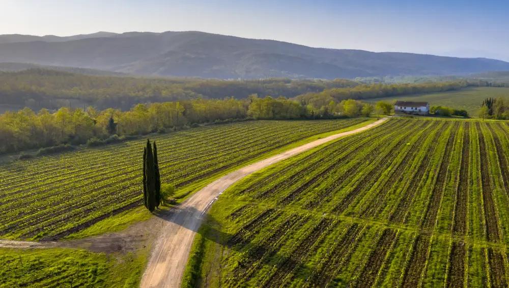 Viñedos de la Toscana. Turismo enológico