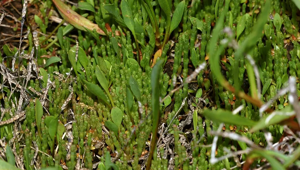 Salicornia o espárrago de mar.