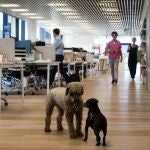 Empleados de la empresa Affinity participaron hoy en el día de llevar tu perro al trabajo, ''Take your dog to work day'', una jornada en la que pueden disfrutar de la compañía de sus mascotas en la oficina y que se celebra en varios paises del mundo, entre ellos España, Estados Unidos, Reino Unido, Australia, Nueva Zelanda y Canadá. 