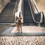 Un perro enfrente de una escalera mecánica 