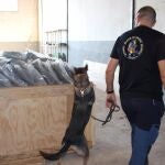 MURCIA.-Sucesos.- Intervenidos más de 135 kilos de cogollos de marihuana en un almacén de Los Alcázares