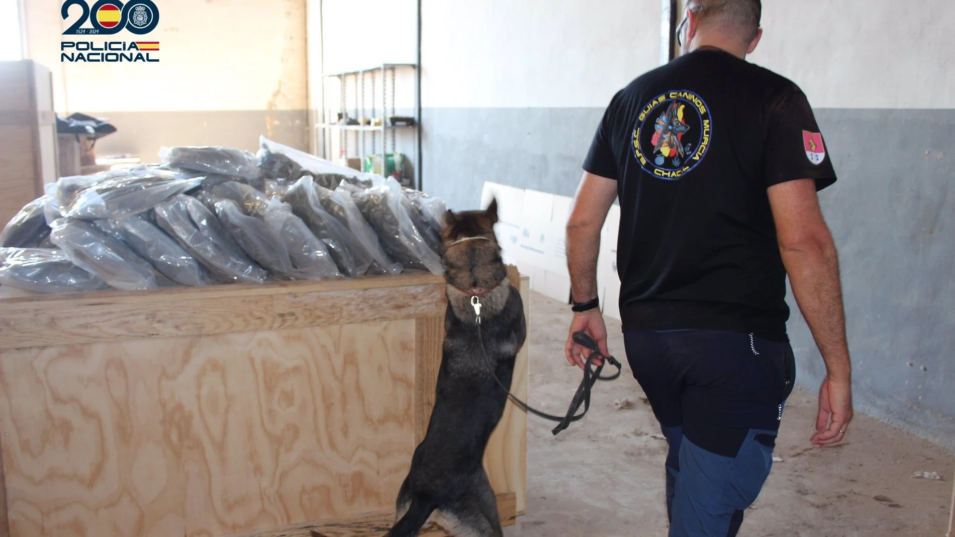 MURCIA.-Sucesos.- Intervenidos más de 135 kilos de cogollos de marihuana en un almacén de Los Alcázares