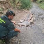 Un agente de la Guardia Civil en el río Genil, en la provincia de Granada