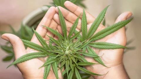 El cannabis es la sustancia ilegal de mayor consumo en la región, con un incremento de 1,4 puntos respecto a 2022