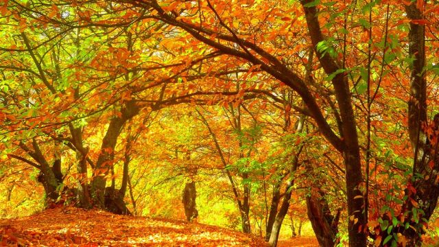 El Bosque de Cobre: el otoño permite disfrutar de imágenes insólitas en la Serranía de Ronda