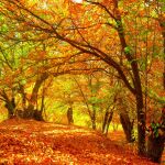 El Bosque de Cobre: el otoño permite disfrutar de imágenes insólitas en la Serranía de Ronda