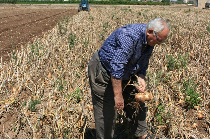 Un agricultor en la Comunidad Valenciana