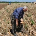 Casi el 50% de los agricultores de la Comunidad Valenciana tienen más de 65 años