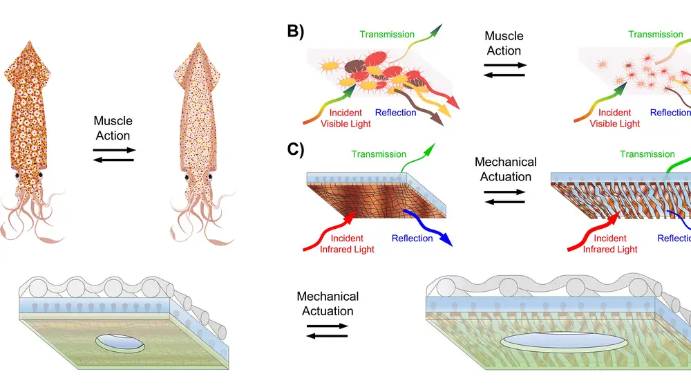 El esquema muestra cómo el calamar cambia de color con cromatóforos, y cómo un material compuesto inspirado en su piel utiliza islas metálicas en una matriz de polímero para modificar propiedades termorreguladoras al aplicar tensión.