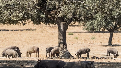 Dehesa en Extremadura