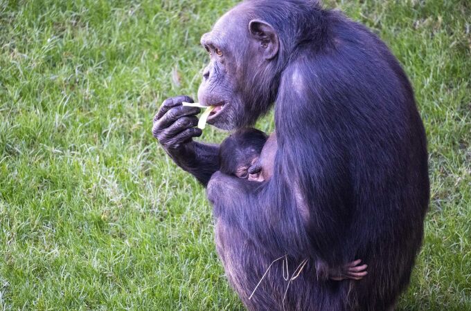 La chimpancé Natalia del Bioparc de Valencia suelta su bebé muerto al poco de nacer y concluye su duelo de siete meses