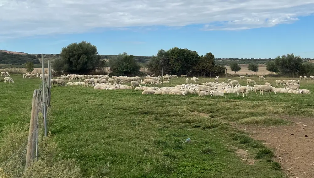 Ovejas manchegas en uno de los prados de la Finca Hualdo