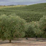 Olivares de la Finca Hualdo